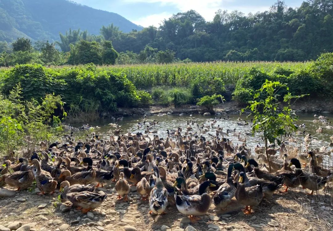 村集體經(jīng)濟6 村集體經(jīng)濟6